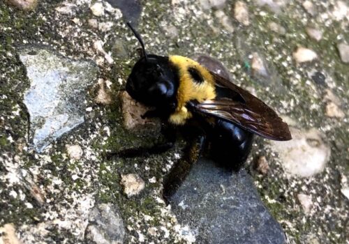 Bee on Ground